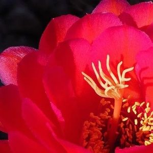 Meet your Posher, Nancy